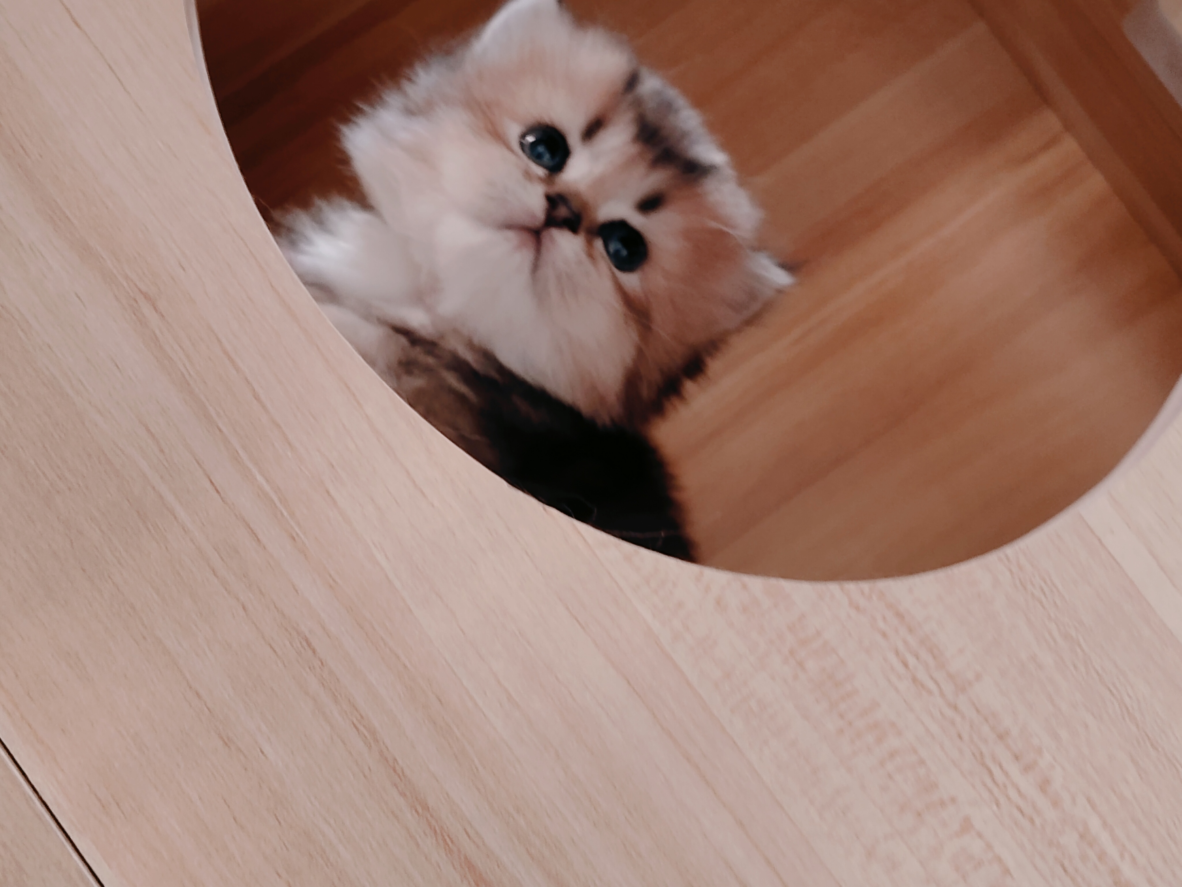 金渐层弟弟